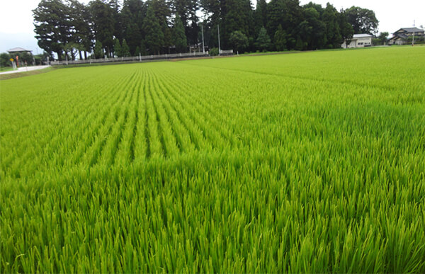 富山なんと産山田錦の風景