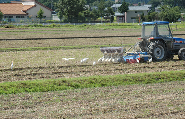 鳥が飛来する契約栽培米の田圃