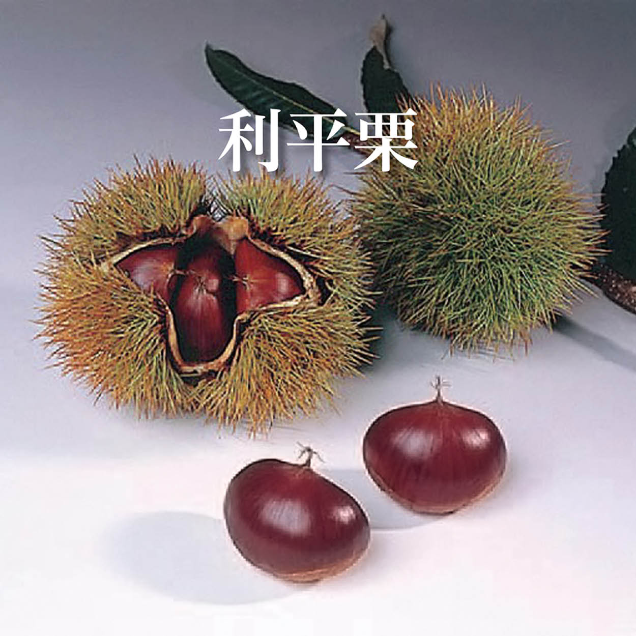 茨城県産他 利平栗