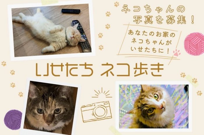 【予告】いせたち ネコ歩き